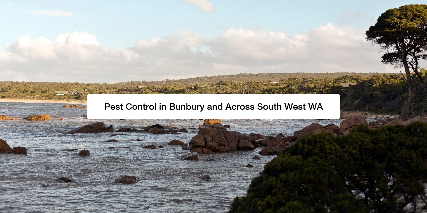 Pest Control in Bunbury and Across South West WA Blog Feature Image