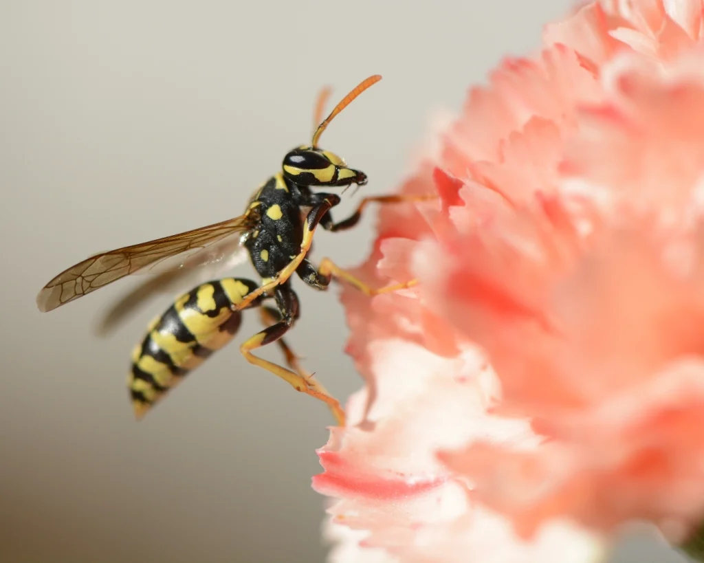A wasp on a pink flower