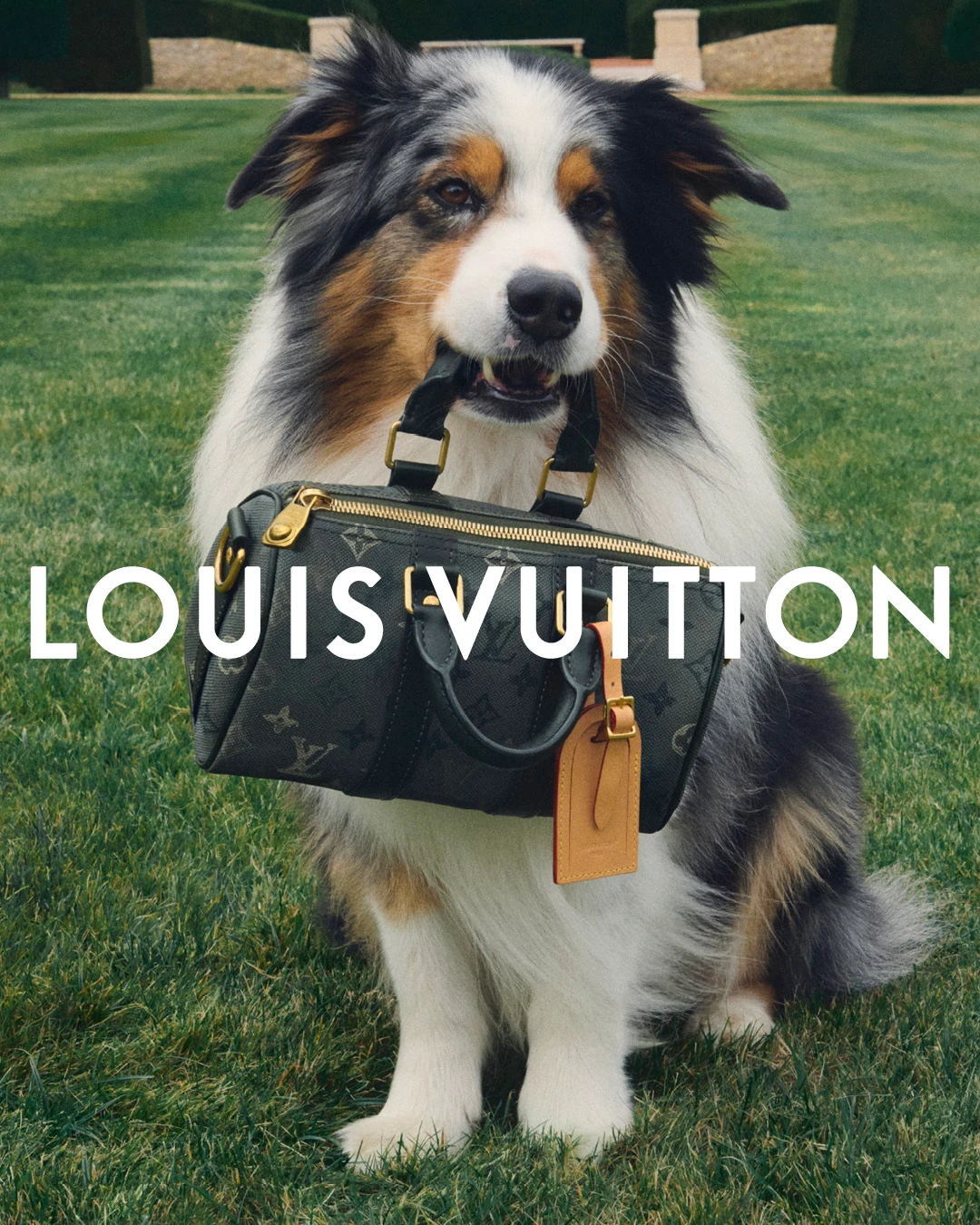 LOUIS VUITTON DOG