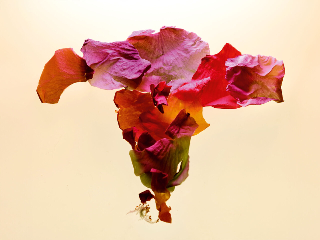 Flower petals arranged to resemble the female reproductive system.