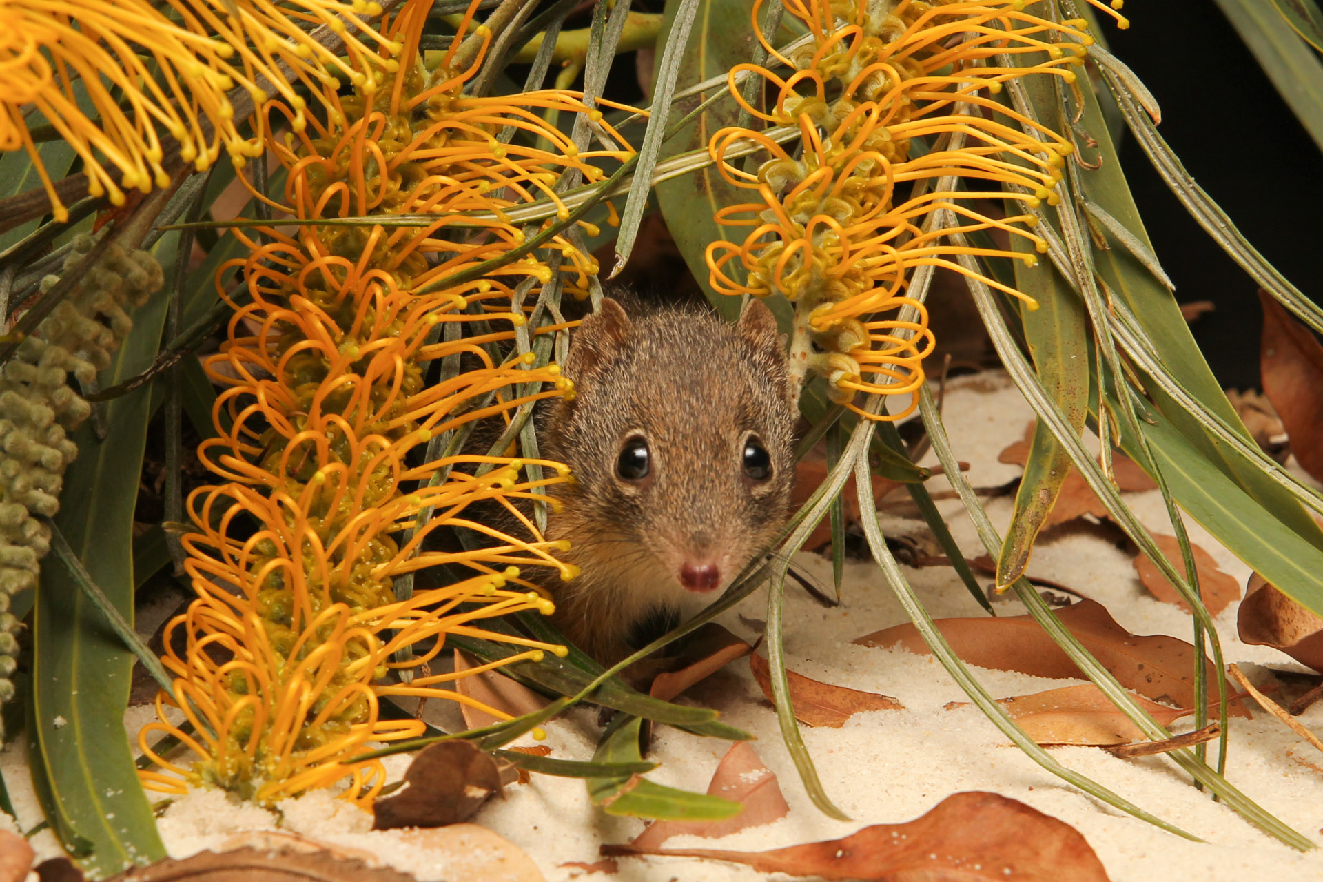 Working hard to save the dibbler - WA Parks Foundation