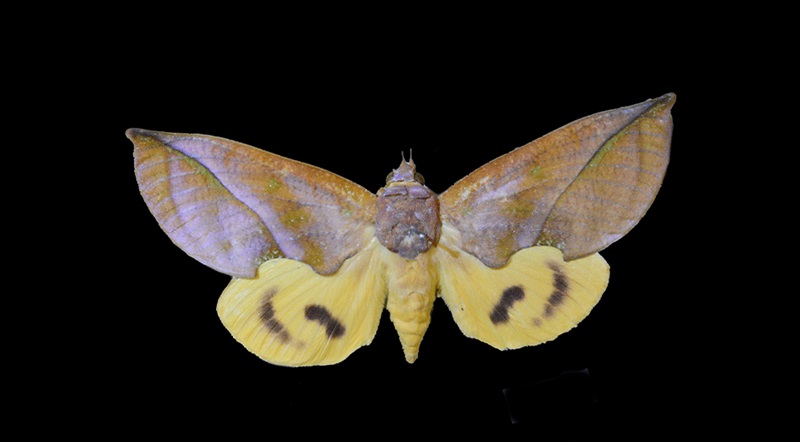 Astonishing moth trickery revealed in WA led research - WA Parks Foundation