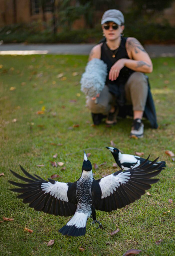 Strong social bonds help magpies learn faster and thrive - WA Parks ...