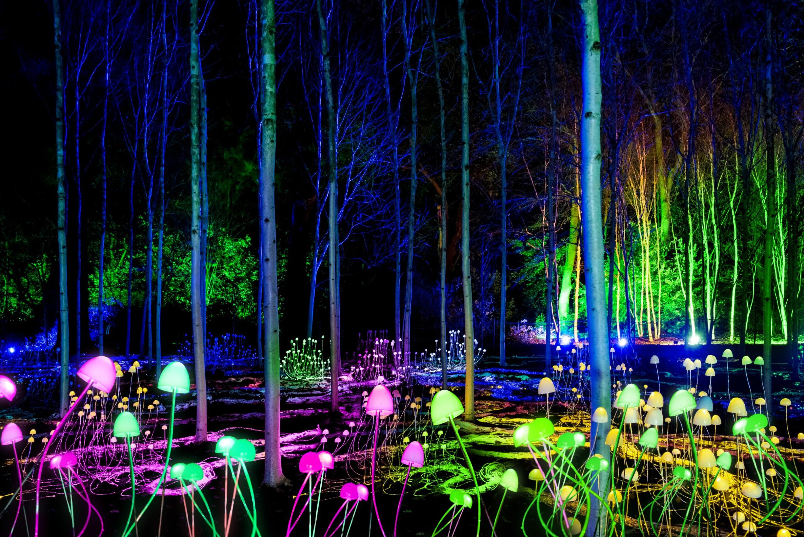 Lightscape returning - WA Parks Foundation