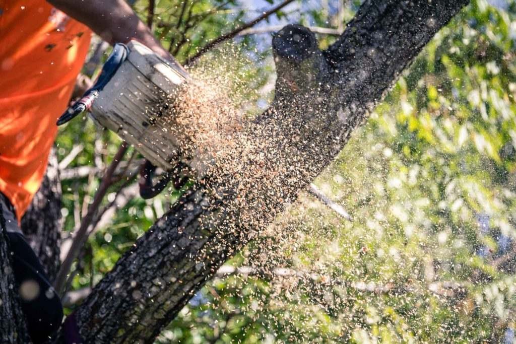 Aussie Tree Lopping Canberra