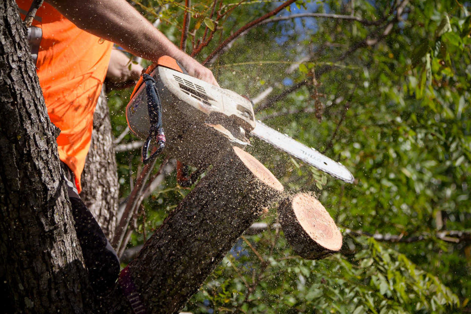 Tree Lopping Ipswich