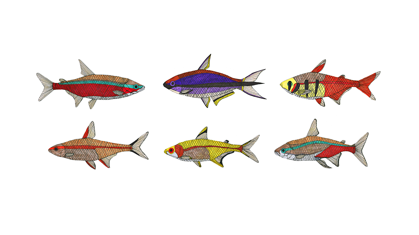 NK Fish Drawings