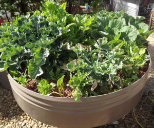 Ryan Young landscape design melbourne
