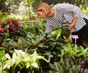 Plants in a Box