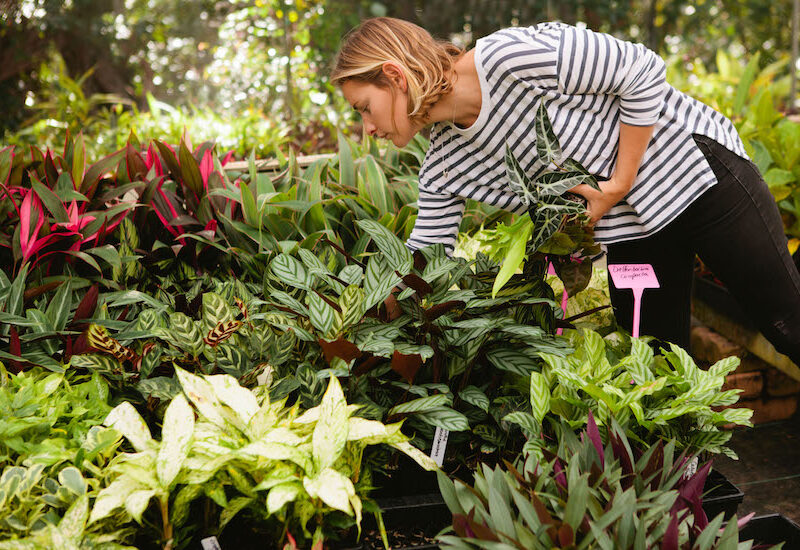 Plants in a Box