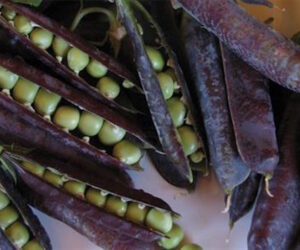 Diggers Club Heirloom Seeds