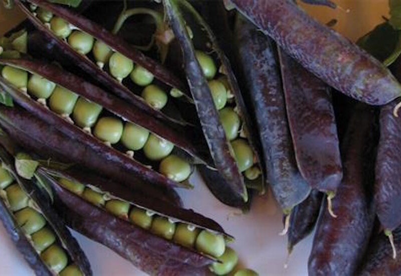 Diggers Club Heirloom Seeds