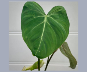 PHILODENDRON GLORIOSUM - B