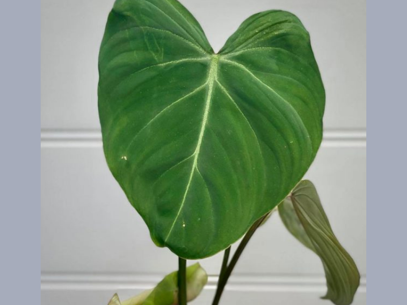 PHILODENDRON GLORIOSUM - B