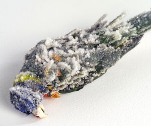 Unleashed: Fresh Meet at artisan — Queensland Craft and Design