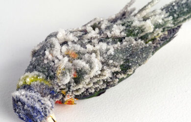 Unleashed: Fresh Meet at artisan — Queensland Craft and Design