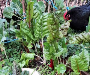 Photo credit: Claras Mini Urban Farm - Central Coast Edible Garden Trail
