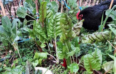 Photo credit: Claras Mini Urban Farm - Central Coast Edible Garden Trail