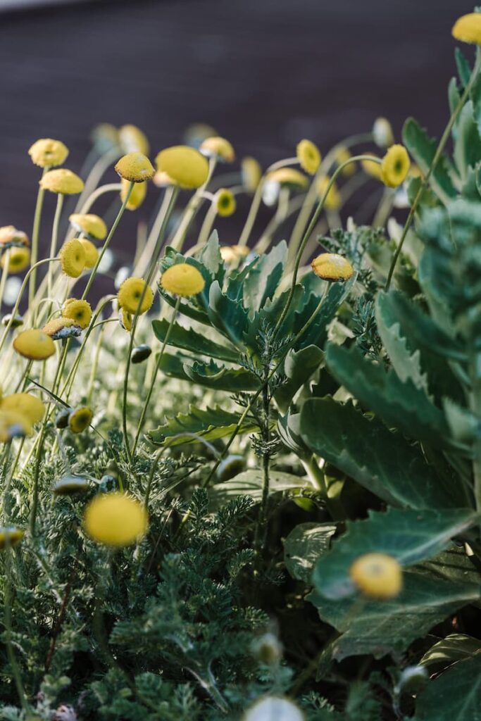 green magazine issue 78 - Experimental Nature. Photography by Marnie Hawson