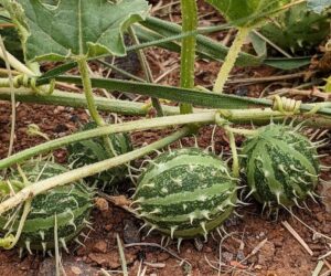 prickly paddy melon emcucumis myriocarpusem