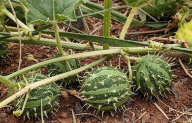 prickly paddy melon emcucumis myriocarpusem