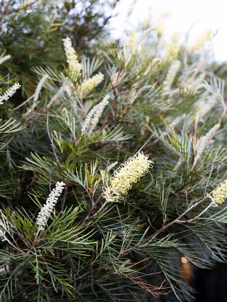 green magazine issue 89 - Bush Built Photographer: Brigid Arnott