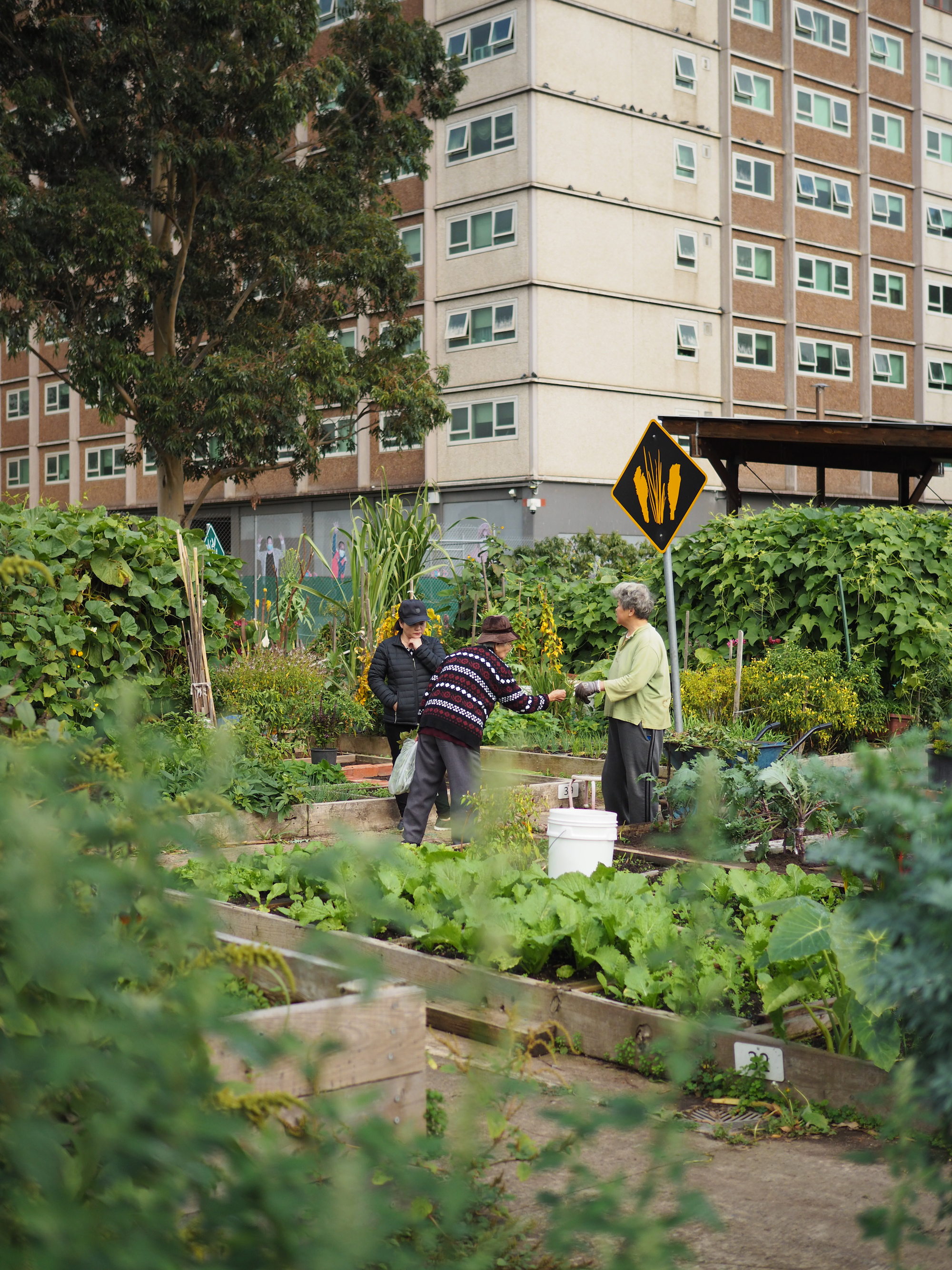 green magazine issue 80 - Happy Harvest - Photo: Tamsin O'Neill