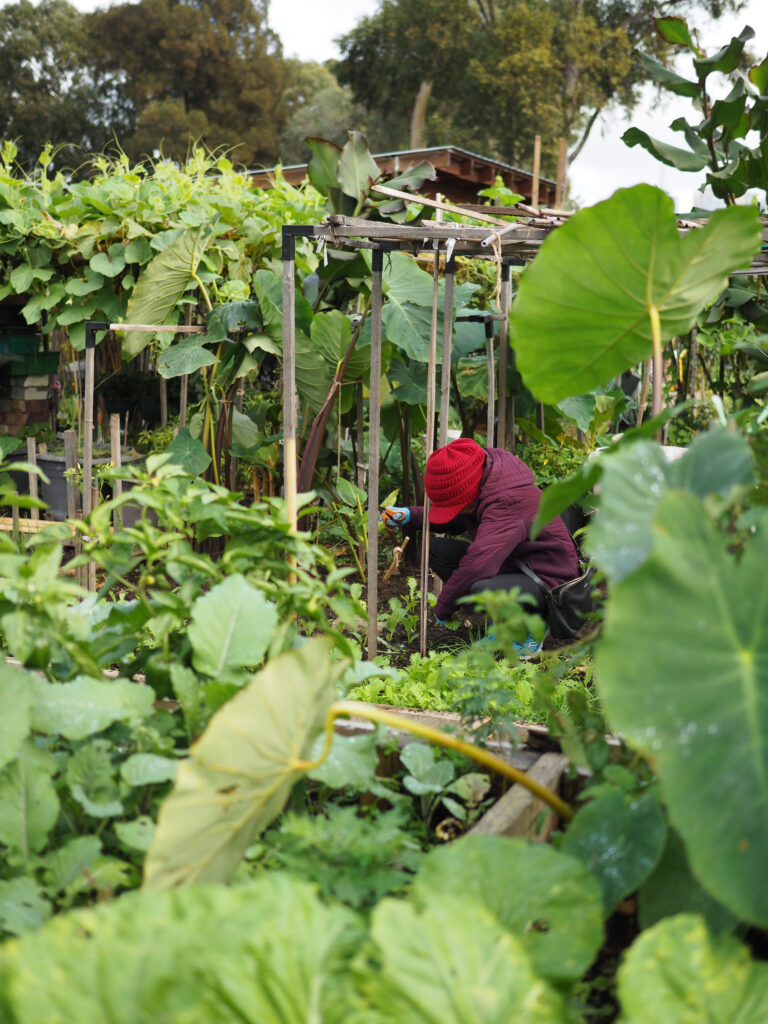 green magazine issue 80 - Happy Harvest - Photo: Tamsin O'Neill