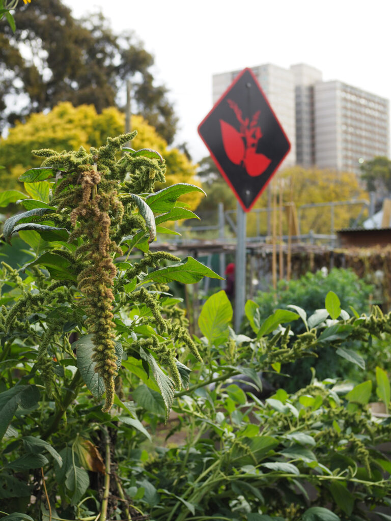 green magazine issue 80 - Happy Harvest - Photo: Tamsin O'Neill