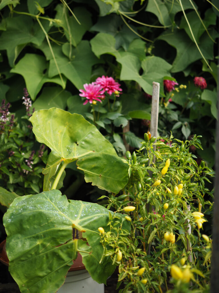 green magazine issue 80 - Happy Harvest - Photo: Tamsin O'Neill