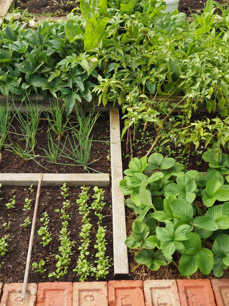 green magazine issue 80 - Happy Harvest - Photo: Tamsin O'Neill