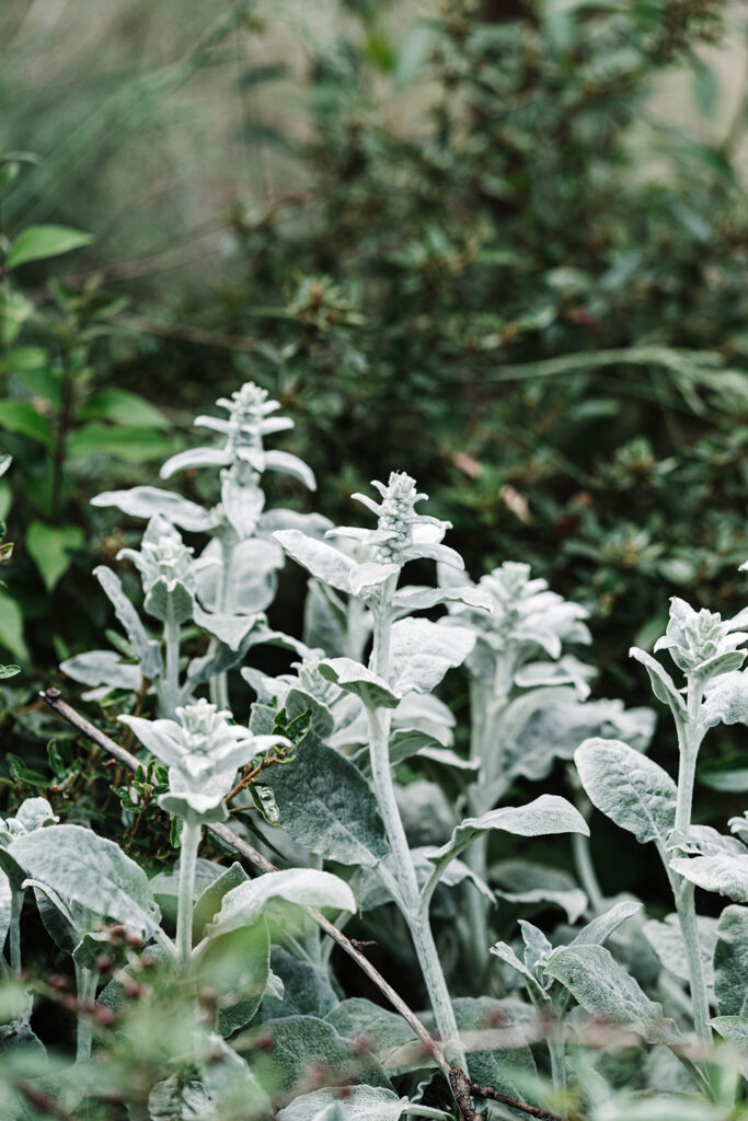 green magazine issue 80 - Embrace The Wild - Photo: Marnie Hawson