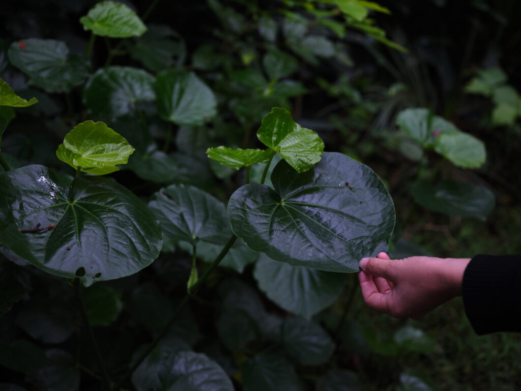 green magazine issue 82: Journey Maker. Photos: Samuel Hartnett