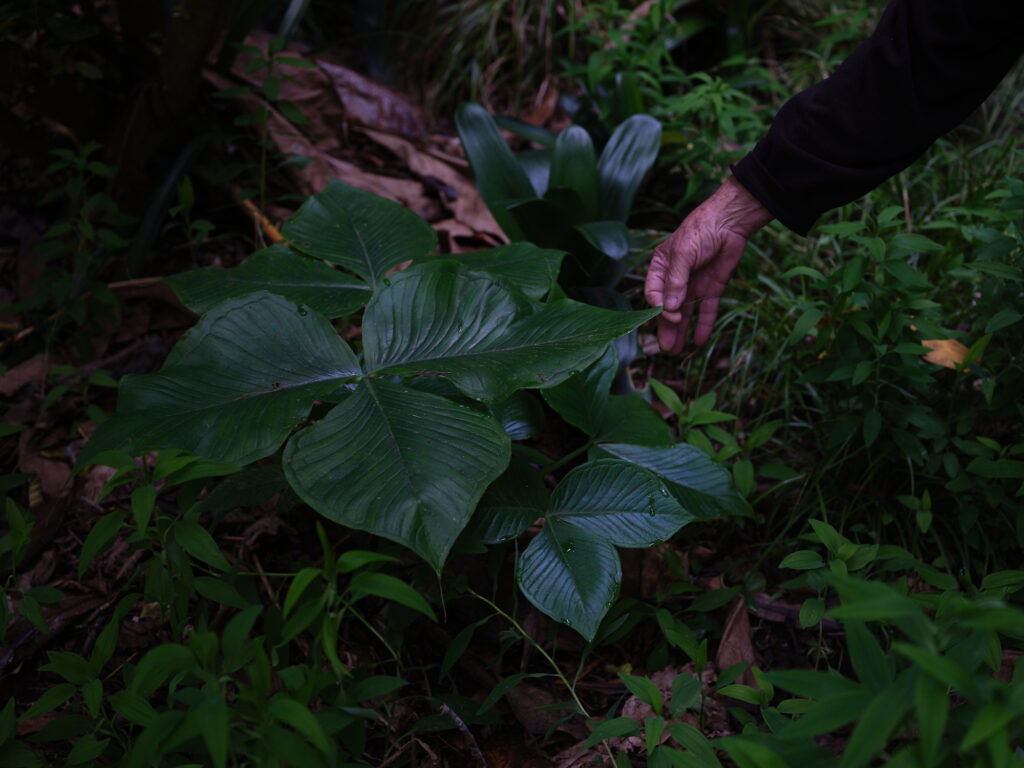 green magazine issue 82: Journey Maker. Photos: Samuel Hartnett