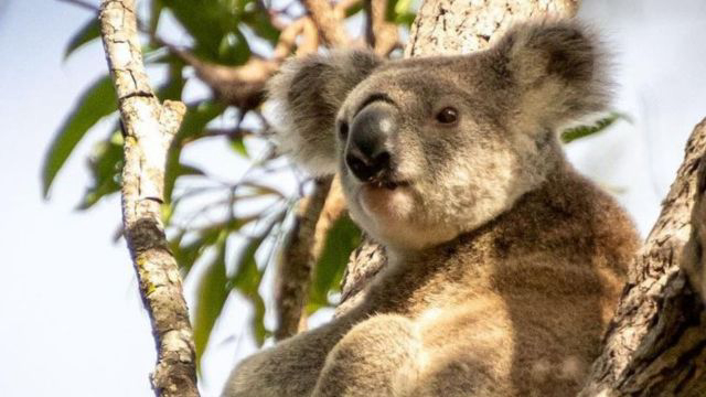 Watch for koalas on the move