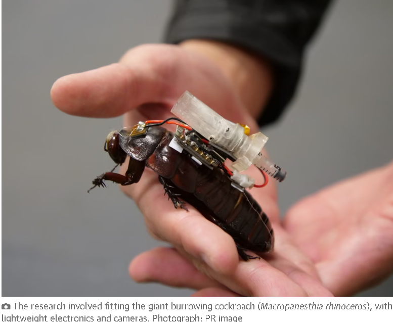 Cyborg cockroaches with tiny syringes designed to join search and rescue teams in major disasters