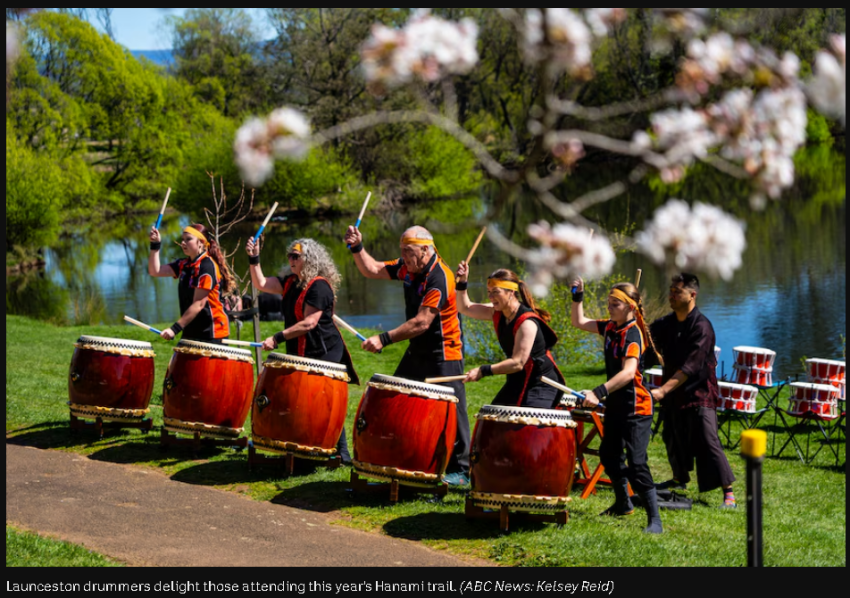 The surprising origin of Tasmania's cherry blossom festival