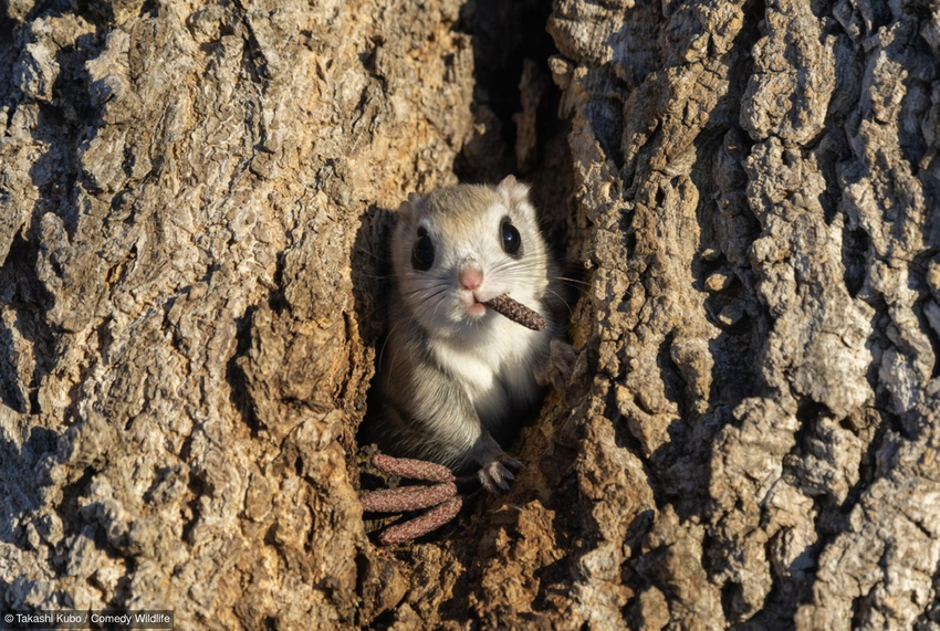 Comedy Wildlife Photo