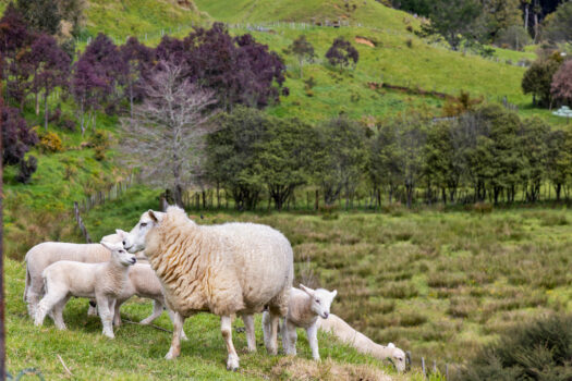 Modern & Carefree – Space for the Sheep