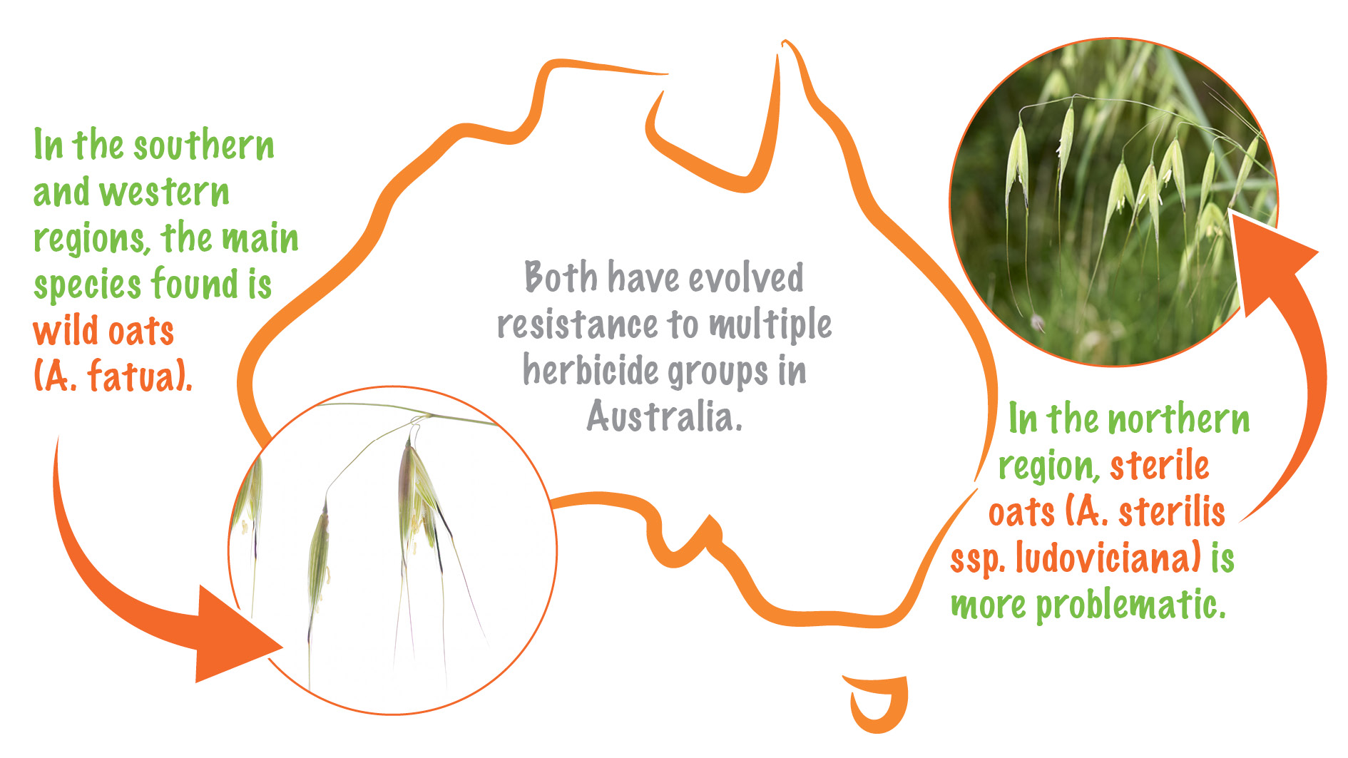 Don’t sow wild oats WeedSmart