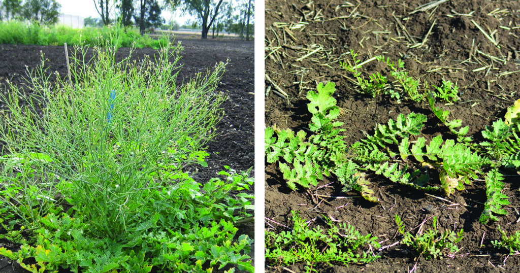 What strategies will rein in wild turnip in the northern region