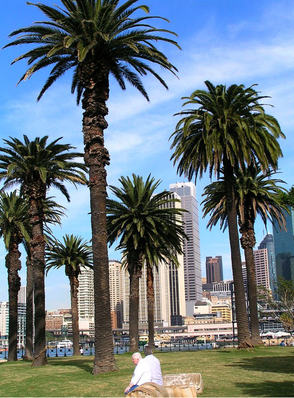 Canary Island Date Palm