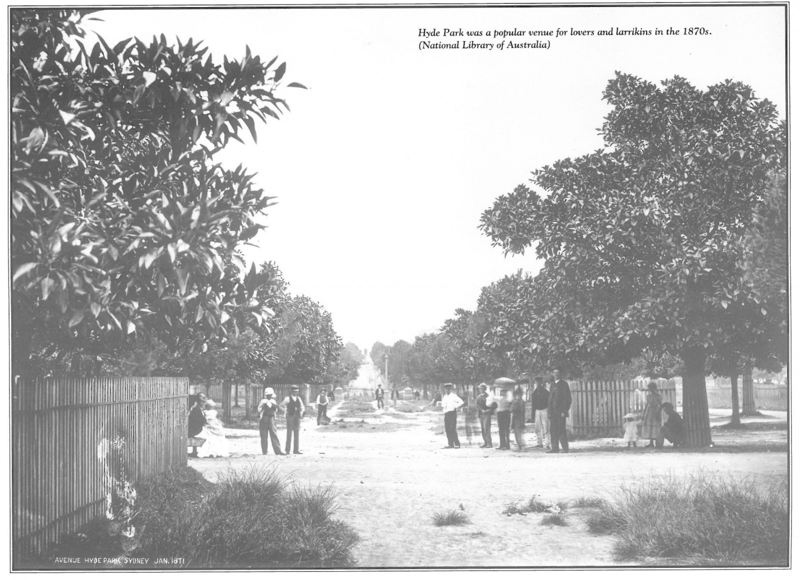 Early Moreton Bay Figs in Hyde Park January 1871 (Source : National Library of Australia)