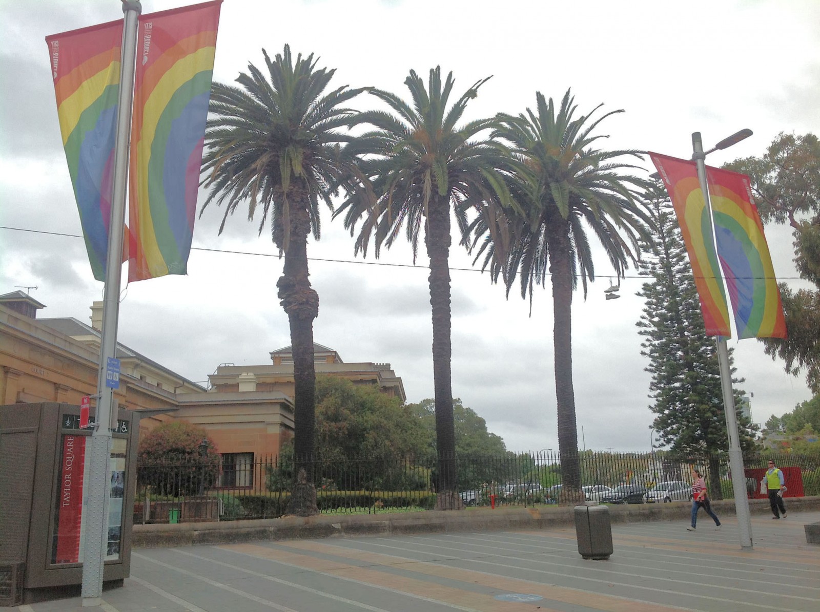 Canary Island Date Palms 