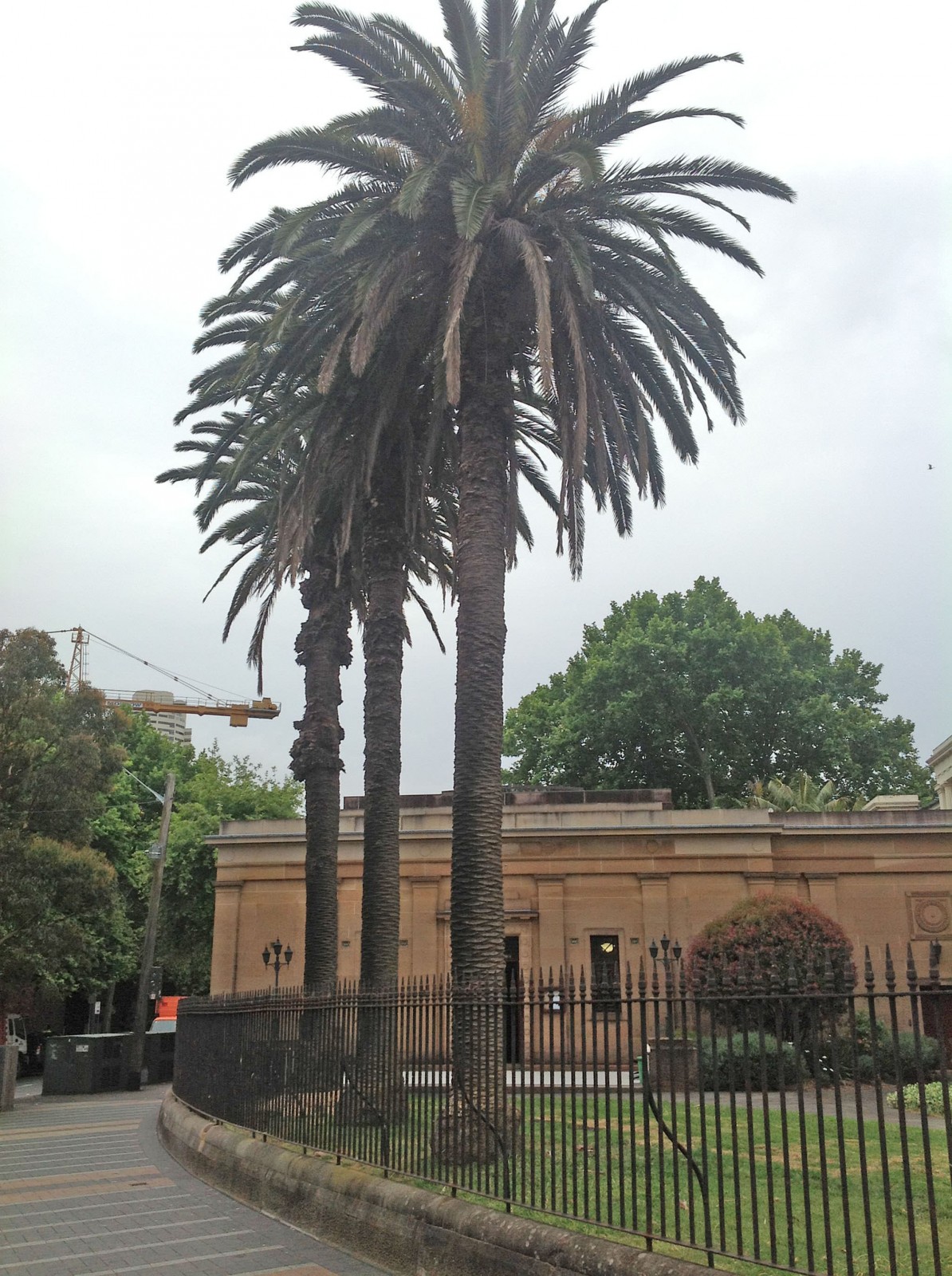 Canary Island Date Palms