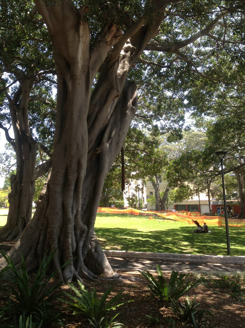 Port Jackson Fig