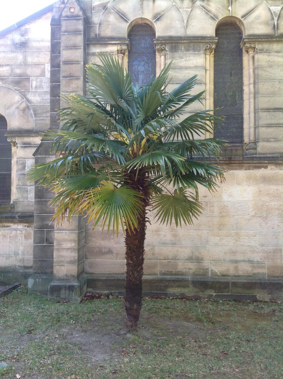 Chinese Windmill Palm