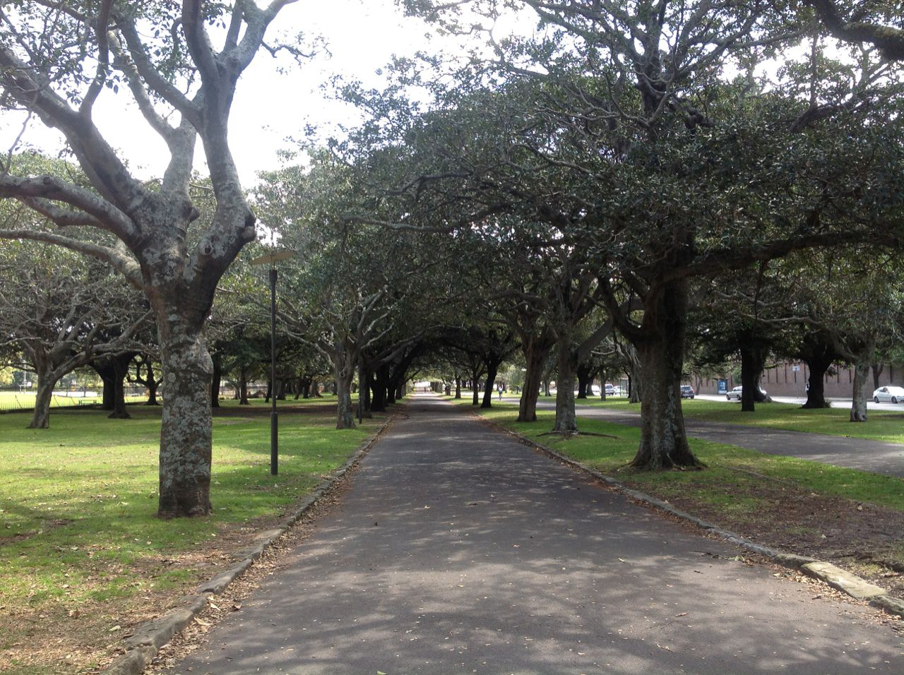 Mixed Species - Figs and Oaks