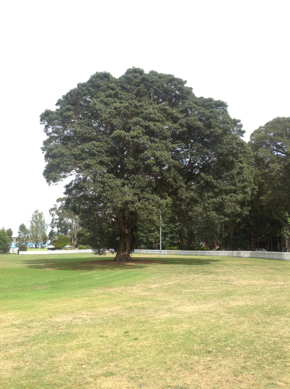 Port Jackson Fig