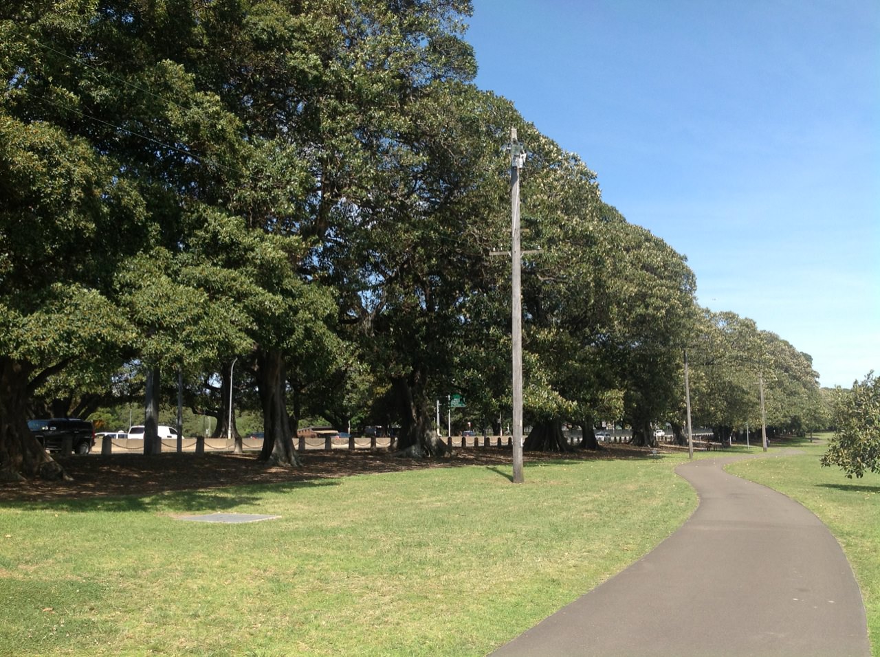 Moreton Bay Figs